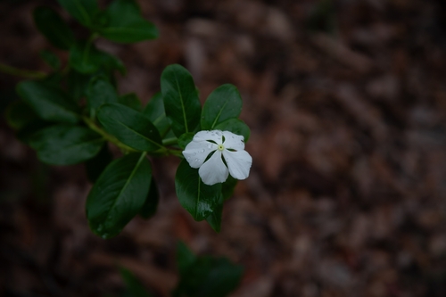 Madagascar periwinkle
