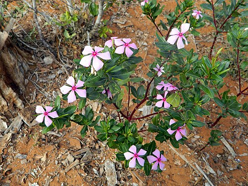 Madagascar periwinkle: Madagascar Periwinkle Catharanthus roseus , Ifaty, Madagascar.