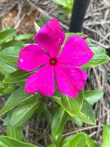 Madagascar periwinkle (Catharanthus roseus)