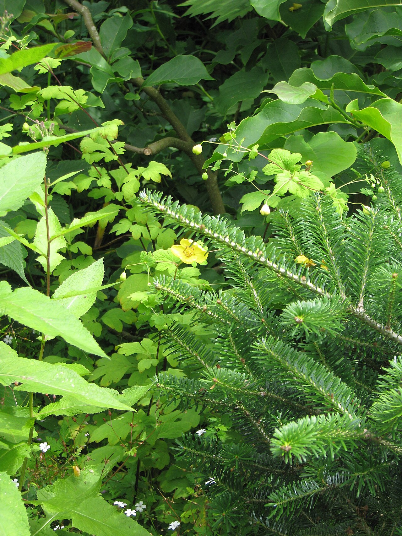 Cathcartia chelidoniifolia: The Sino-Himalayan version of our Welsh poppy making a tall straggling plant growing up through and prettifying the Abies koreana.