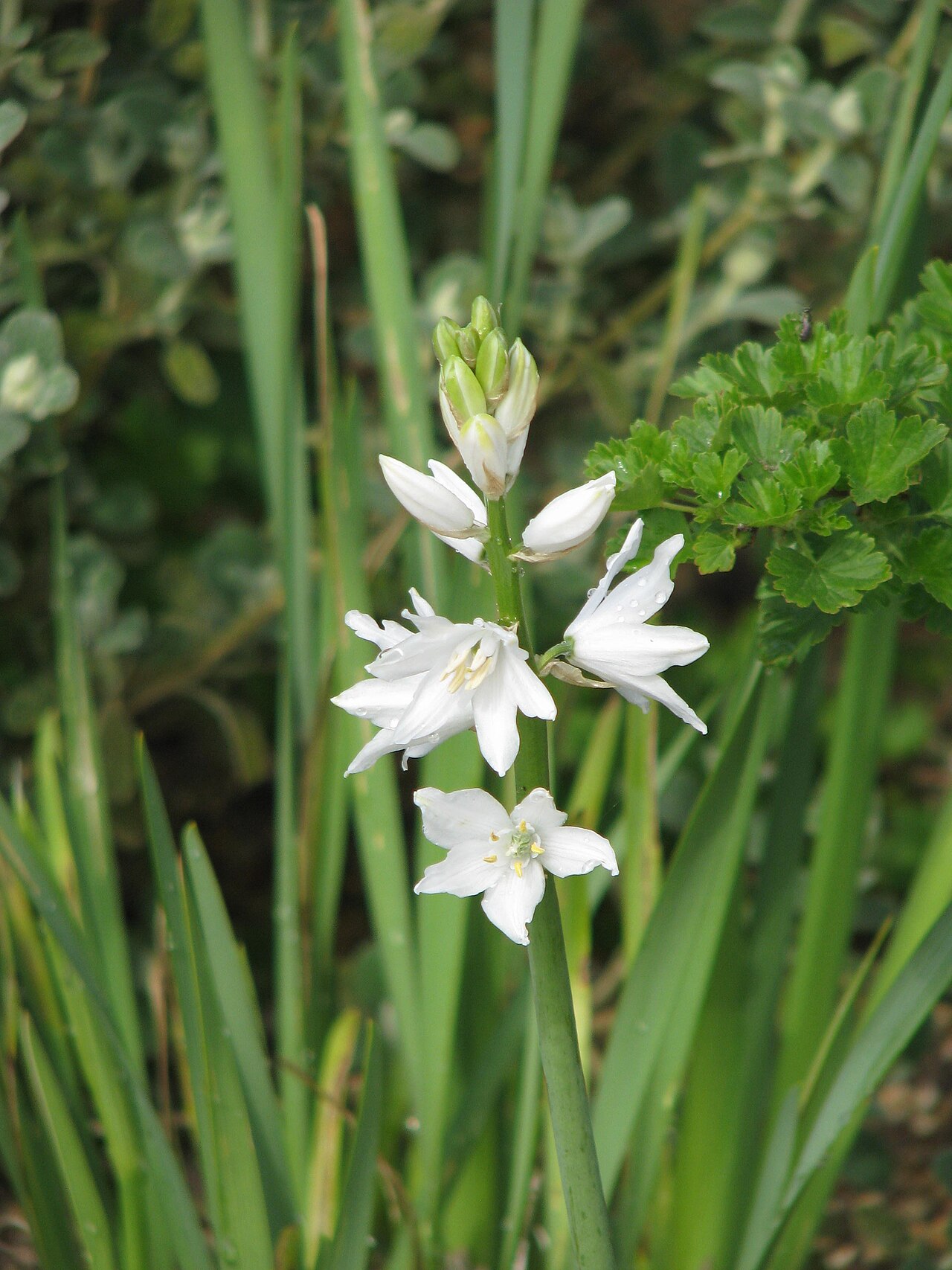 Cathissa reverchonii: First flowering here of this good-looking species
