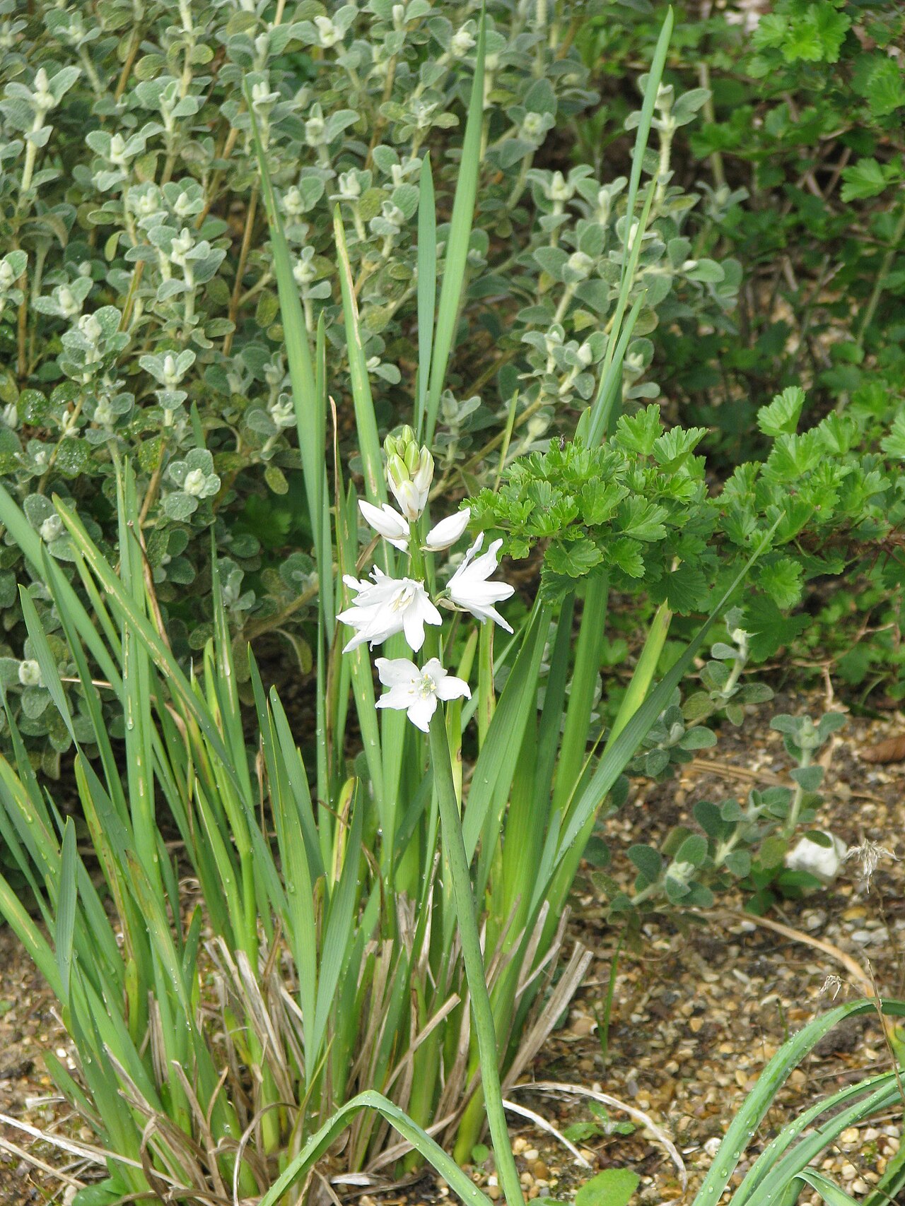 Cathissa reverchonii: Ornithogalum reverchonii