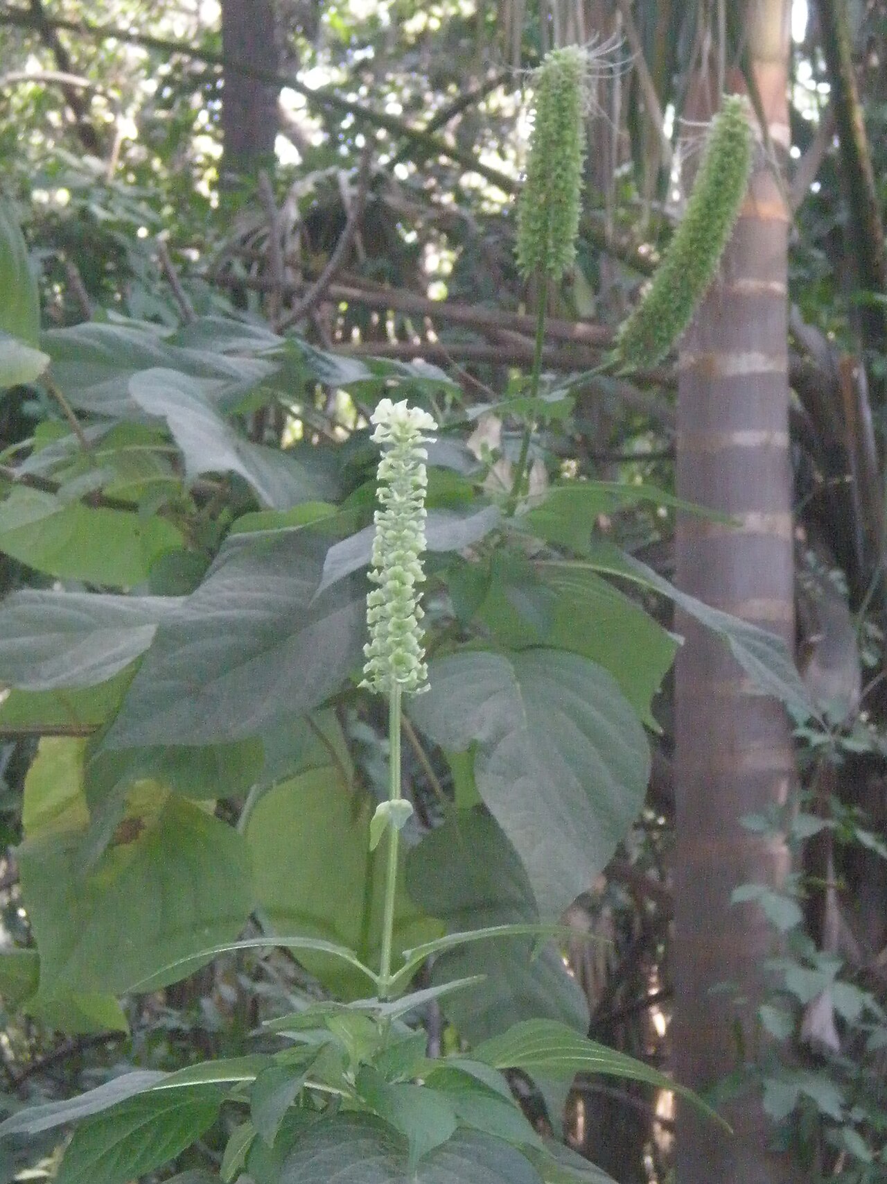 Catoferia chiapensis: Jardín Botánico Faustino Miranda, Tuxtla Gutiérrez, Chiapas, México.