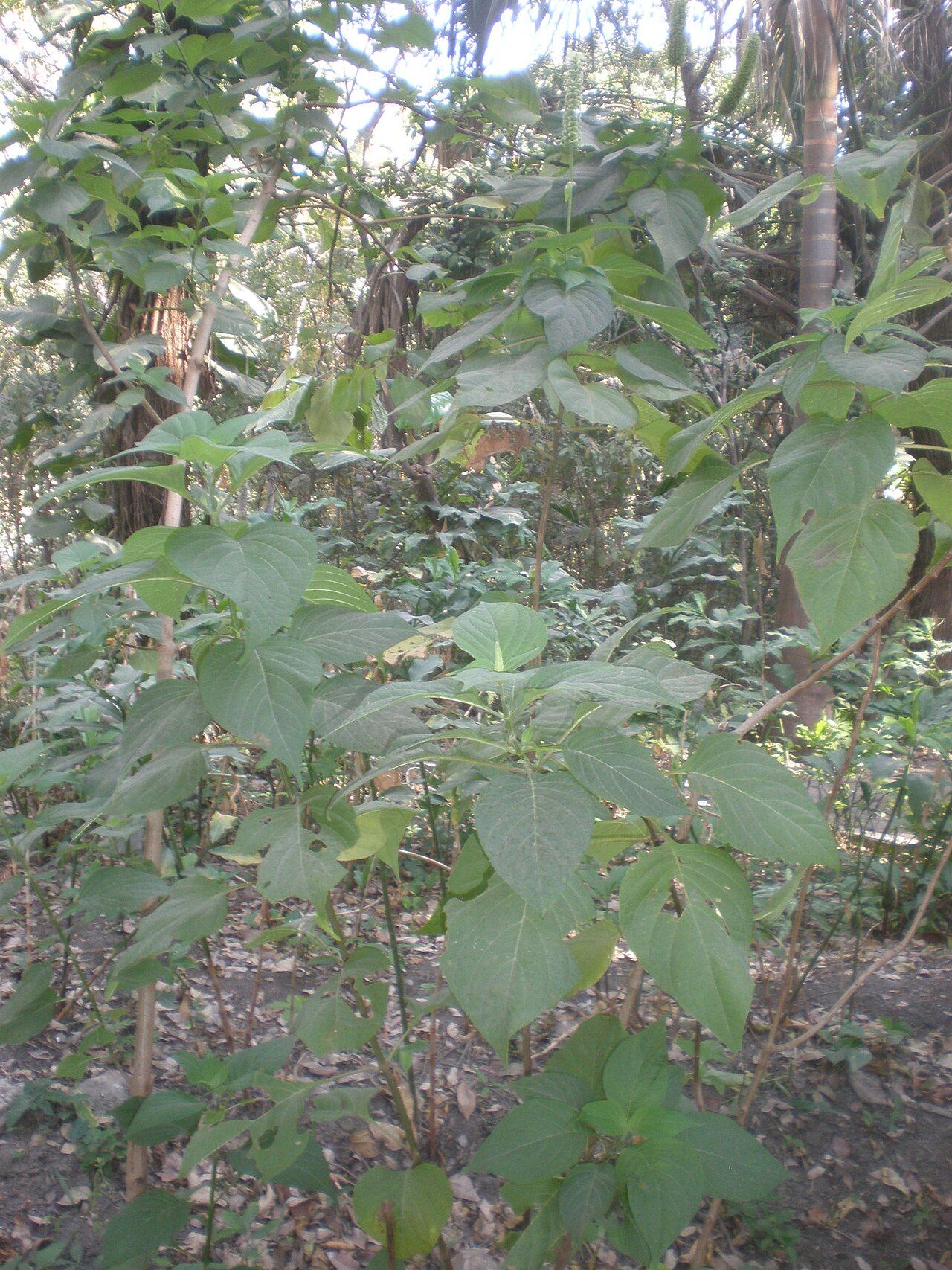 Catoferia chiapensis: Jardín Botánico Faustino Miranda, Tuxtla Gutiérrez, Chiapas, México.