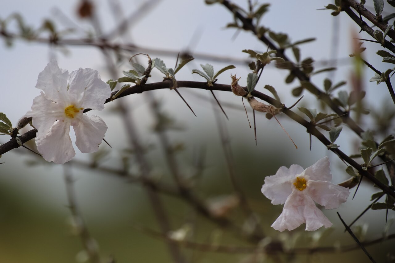 Rattle pod: Catophractes alexandi - Trumpet thorn-0760