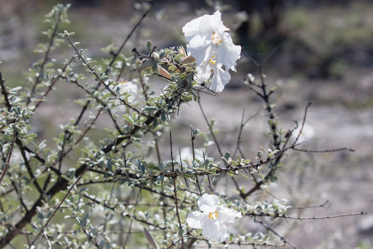 Rattle pod: Catophractes alexandi - Trumpet thorn-2262