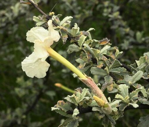 Rattle pod: Flower and foliage of Catophractes alexandri from "Flora of Zimbabwe" - Photo by Bart Wursten