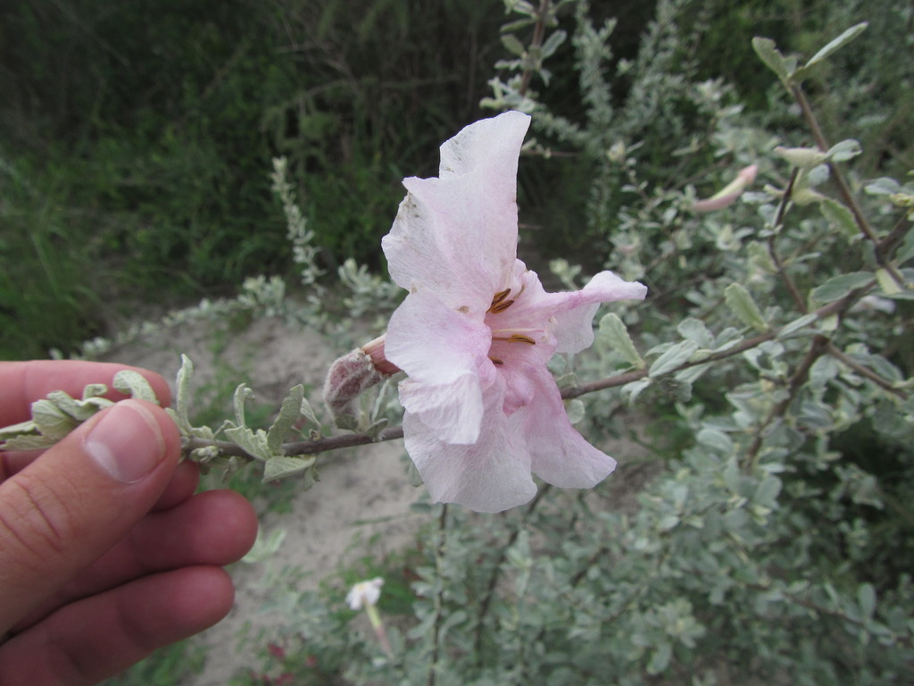Rattle pod (Catophractes alexandri)