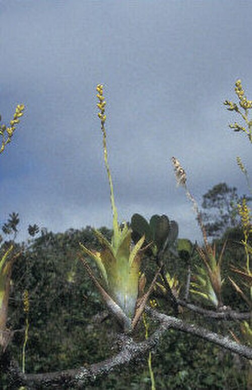 Powdery strap airplant: Catopsis berteroniana in der Sierra de Lema