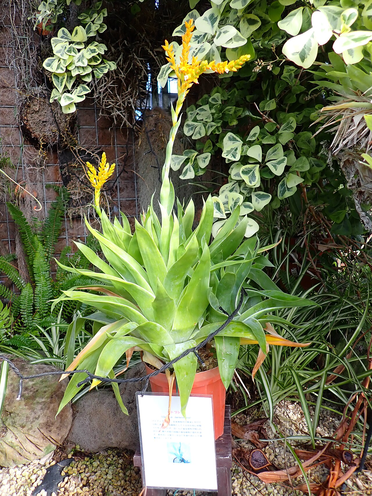 Powdery strap airplant: カトプシス・ベルテロニアナ(2024年11月 兵庫県立フラワーセンター)