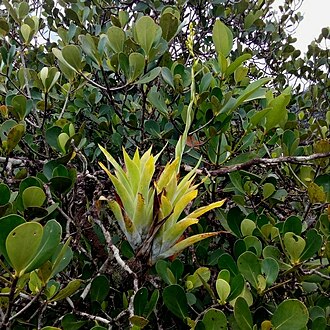 Powdery strap airplant: Powdery-strap Bromeliad
