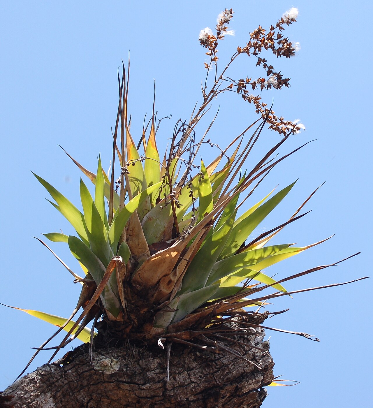 Powdery strap airplant: Powdery-strap Bromeliad