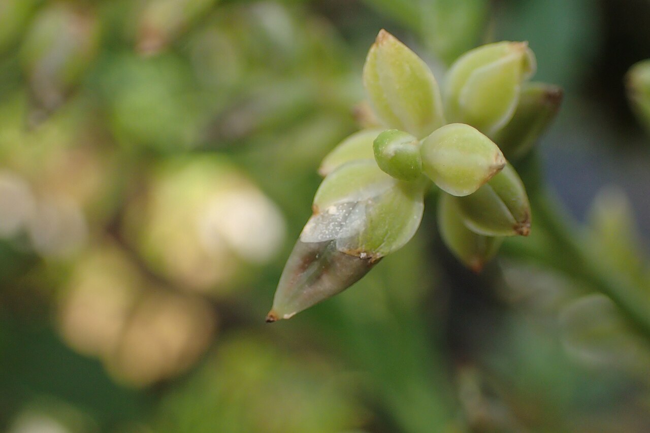 Florida strap airplant: Catopsis floribunda in the Botanischer Garten, Berlin-Dahlem