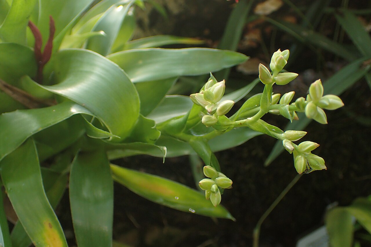 Florida strap airplant: Catopsis floribunda in the Botanischer Garten, Berlin-Dahlem
