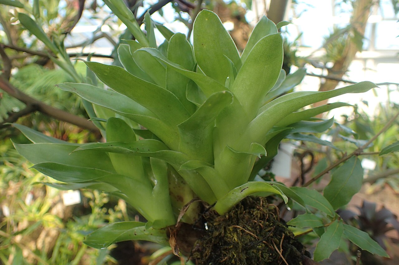 Florida strap airplant: Catopsis floribunda in the Botanischer Garten, Berlin-Dahlem