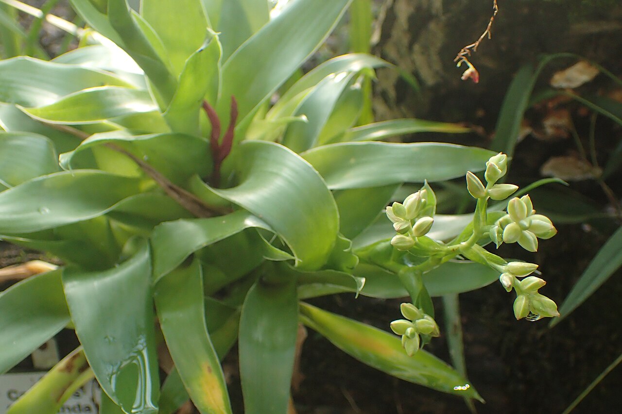 Florida strap airplant: Catopsis floribunda in the Botanischer Garten, Berlin-Dahlem