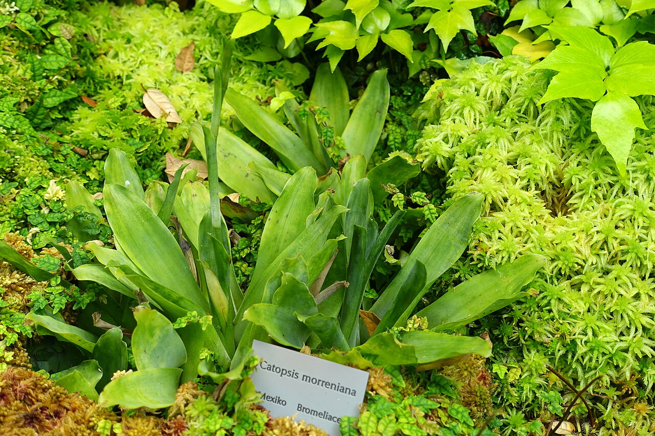 Catopsis morreniana: Botanical specimen in the Bergianska trädgården - Stockholm, Sweden.