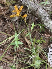 Catopsis subulata (Catopsis subulata)