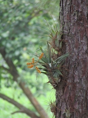 Catopsis subulata (Catopsis subulata)