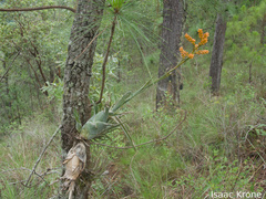 Catopsis subulata (Catopsis subulata)