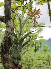 Catopsis subulata (Catopsis subulata)