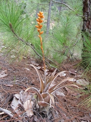 Catopsis subulata (Catopsis subulata)