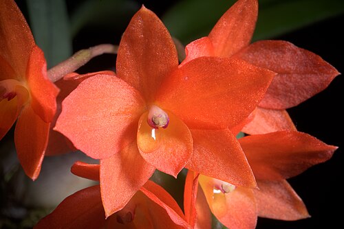 Cattleya cernua: Cattleya cernua (wild Provincia de Corrientes, Argentina) (Lindl.) Van den Berg, Neodiversity 5: 13