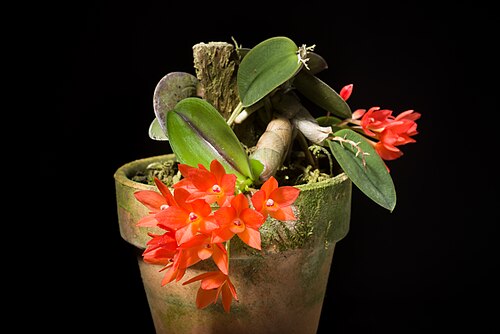 Cattleya cernua: Cattleya cernua -