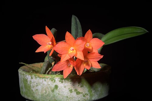 Cattleya cernua: Cattleya cernua (wild Provincia de Corrientes, Argentina) (Lindl.) Van den Berg, Neodiversity 5: 13