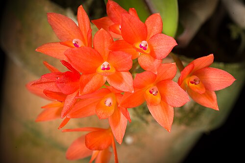 Cattleya cernua: Cattleya cernua -