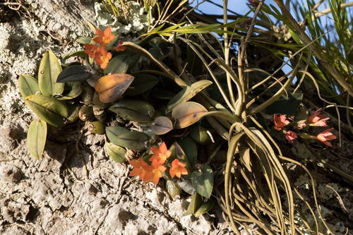 Cattleya cernua (Cattleya cernua)