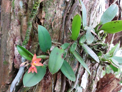 Cattleya cernua (Cattleya cernua)