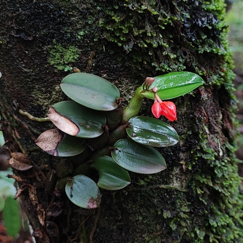 Cattleya cernua (Cattleya cernua)