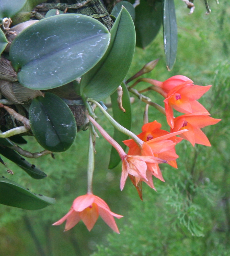 Cattleya cernua: Sophronitis cernua im Botanischen Garten Dresden