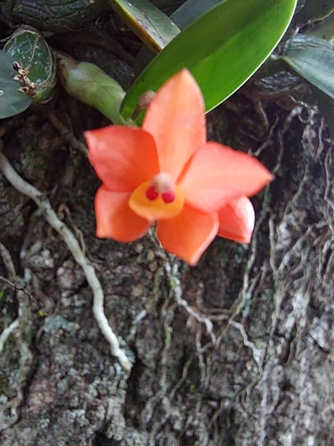 Cattleya cernua (Cattleya cernua)