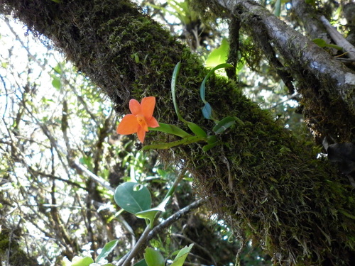 Scarlet cattleya (Cattleya coccinea)