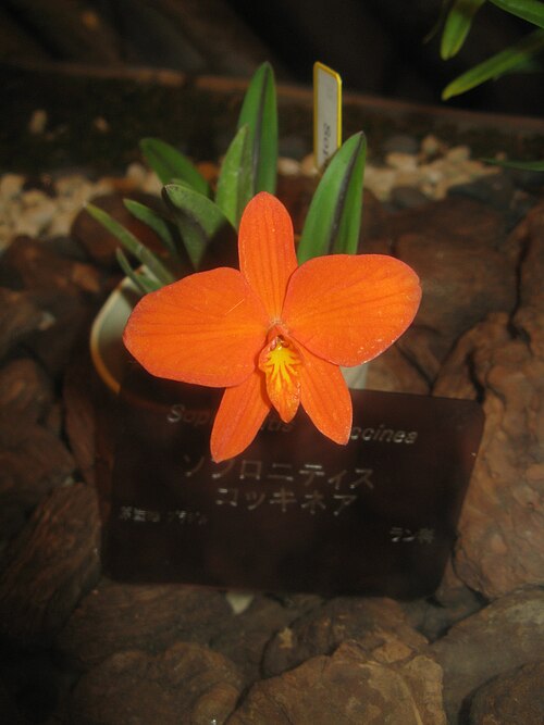 Scarlet cattleya: Scientific name Sophronitis coccinea Place:Osaka Prefectural Flower Garden,Osaka,Japan