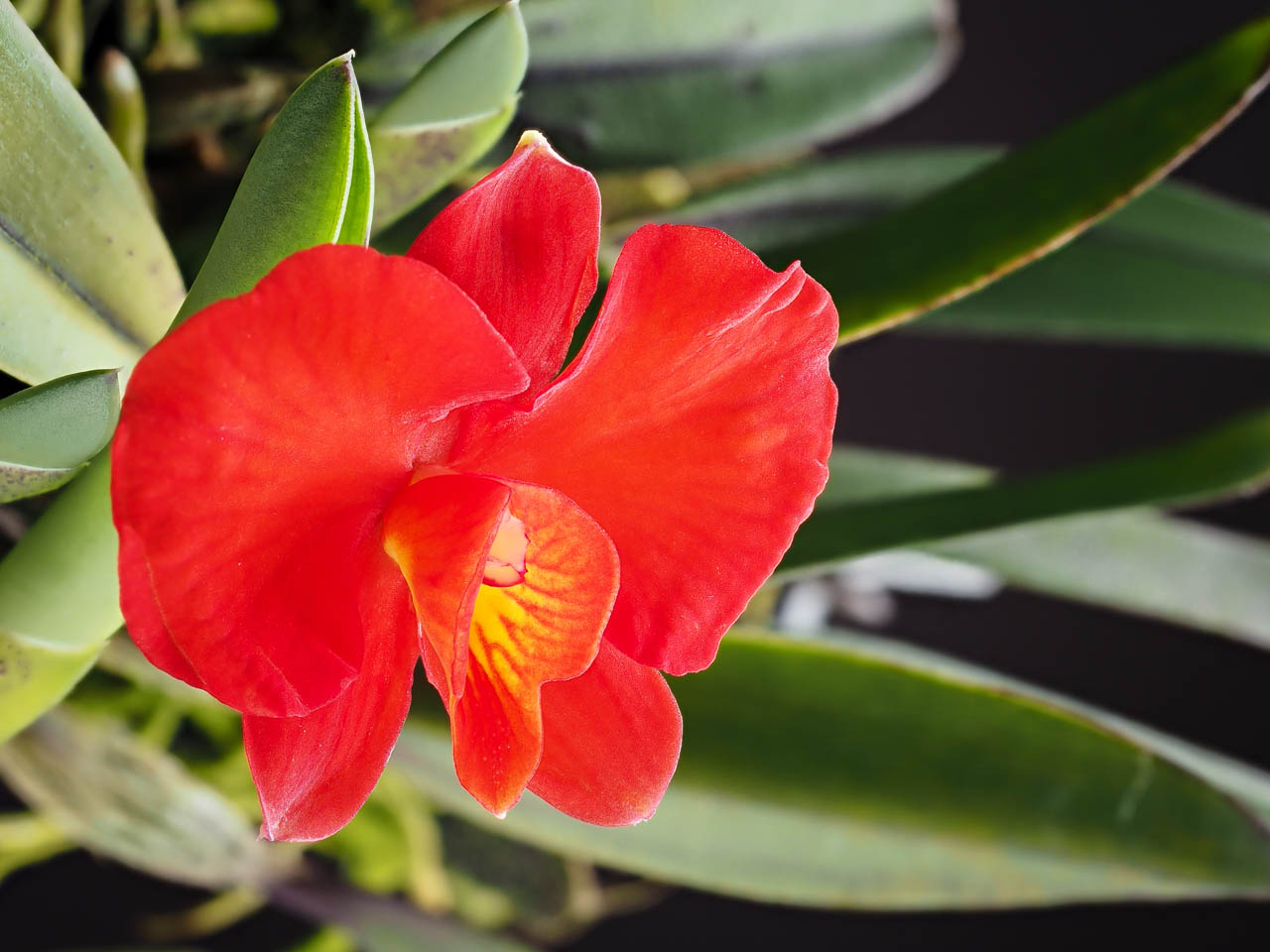 Scarlet cattleya: Cattleya coccinea