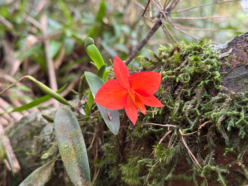 Scarlet cattleya (Cattleya coccinea)