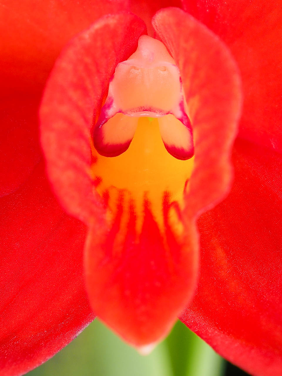 Scarlet cattleya: Cattleya coccinea