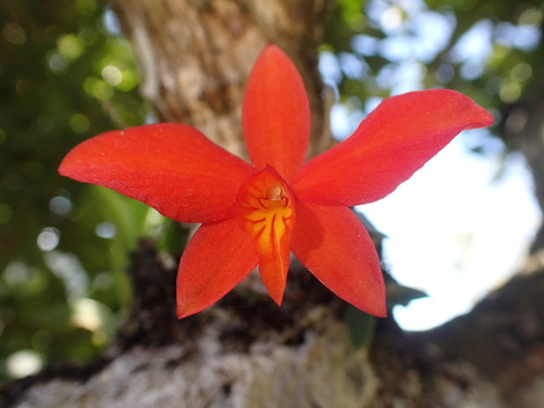 Scarlet cattleya (Cattleya coccinea)