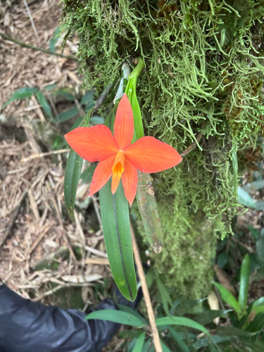 Scarlet cattleya (Cattleya coccinea)