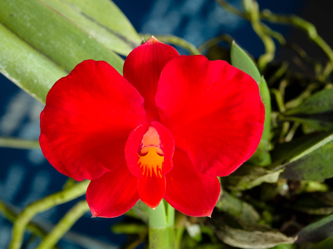 Scarlet cattleya: Cattleya coccinea