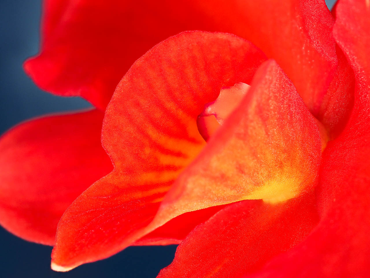 Scarlet cattleya: Cattleya coccinea
