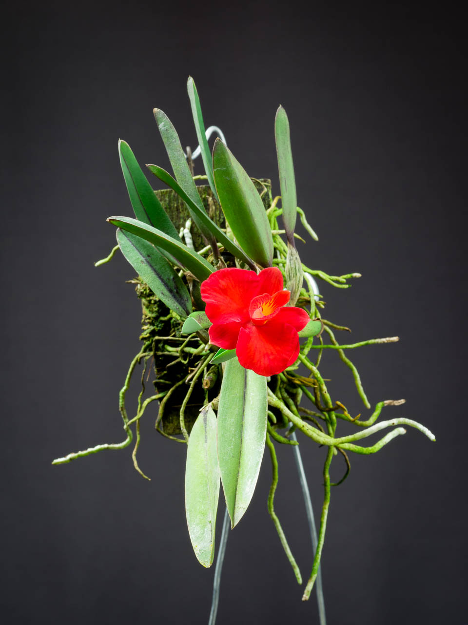 Scarlet cattleya: Cattleya coccinea