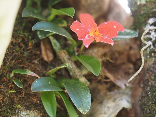 Scarlet cattleya (Cattleya coccinea)