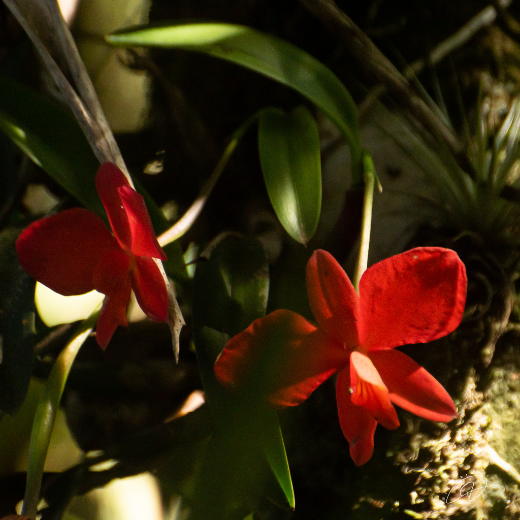Scarlet cattleya (Cattleya coccinea)