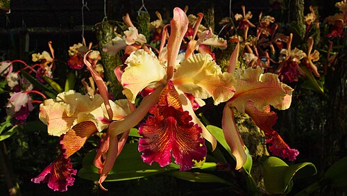 Dow's cattleya: Cattleya dowiana