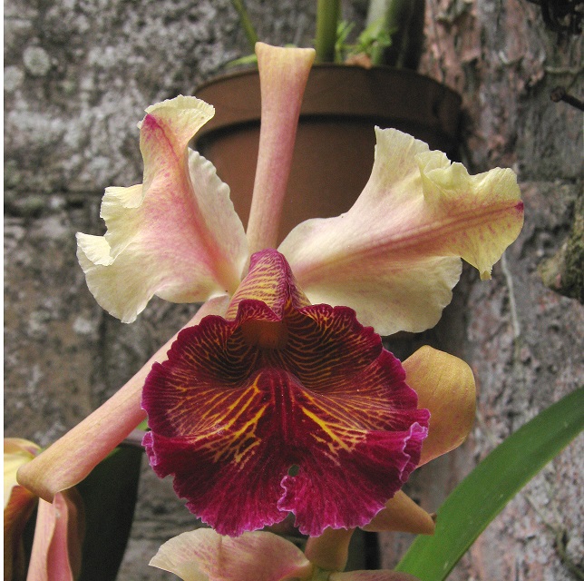 Dow's cattleya: Cattleya dowiana forma rosita