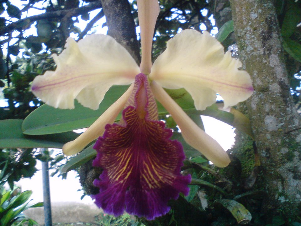 Dow's cattleya: Cattleya dowiana coloración típica